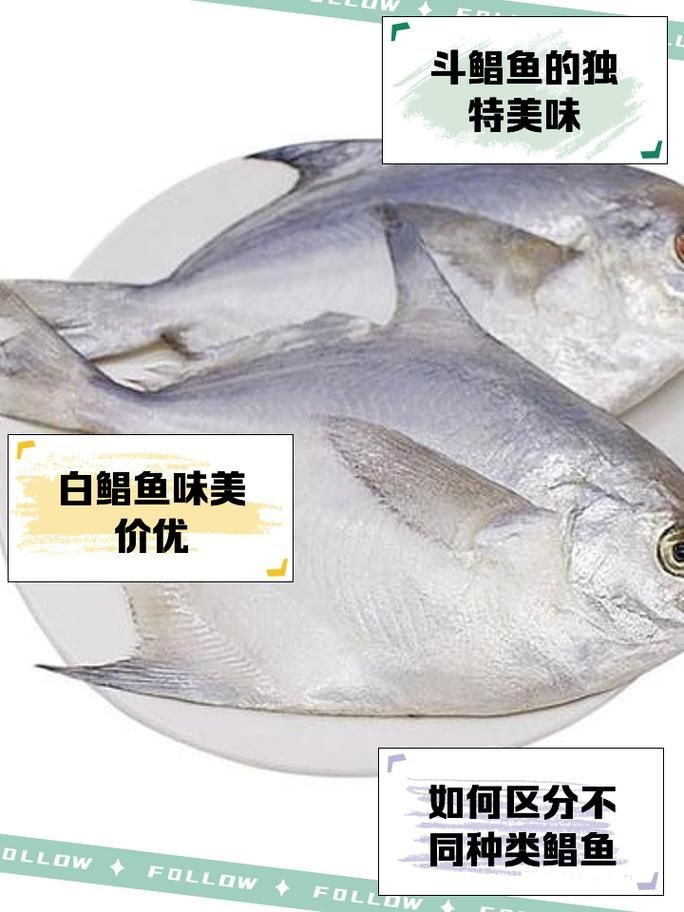 各種鯧魚圖片大全，魚圖鑒集錦