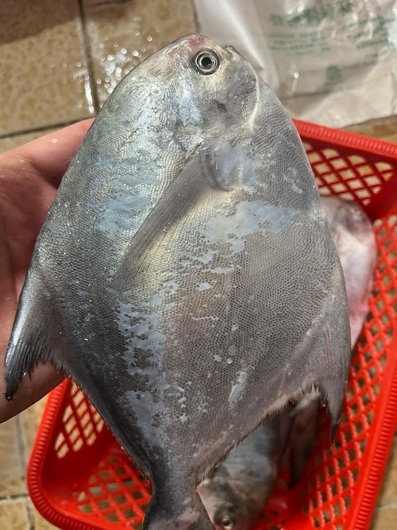 各種鯧魚圖片大全，魚圖鑒集錦