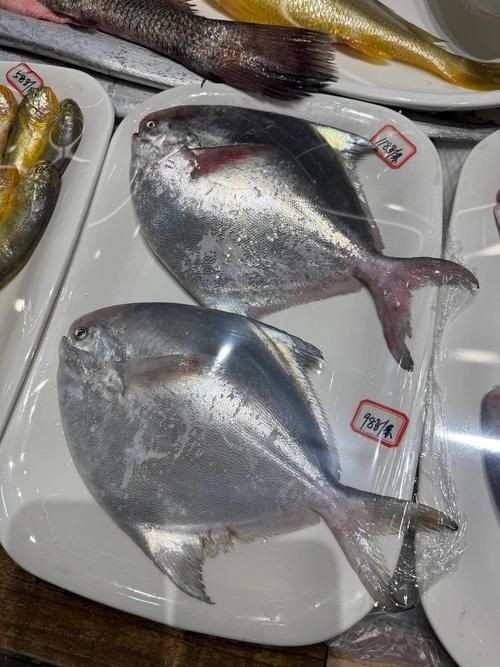各種鯧魚圖片大全，魚圖鑒集錦