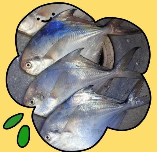 各種鯧魚圖片大全，魚圖鑒集錦