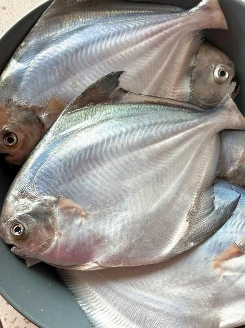 各種鯧魚圖片大全，魚圖鑒集錦