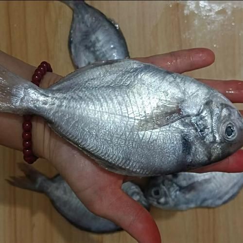 各種鯧魚圖片大全，魚圖鑒集錦