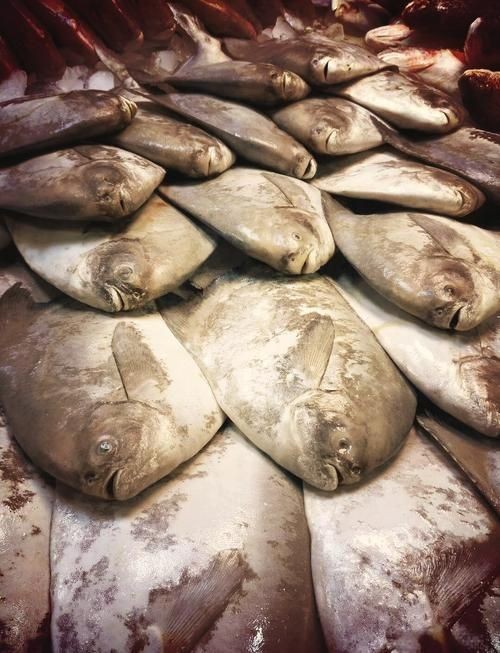 各種鯧魚圖片大全，魚圖鑒集錦