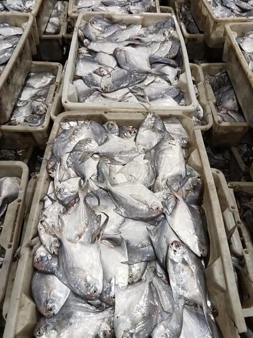 各種鯧魚圖片大全，魚圖鑒集錦
