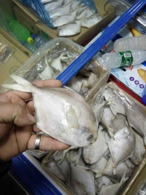 各種鯧魚圖片大全，魚圖鑒集錦