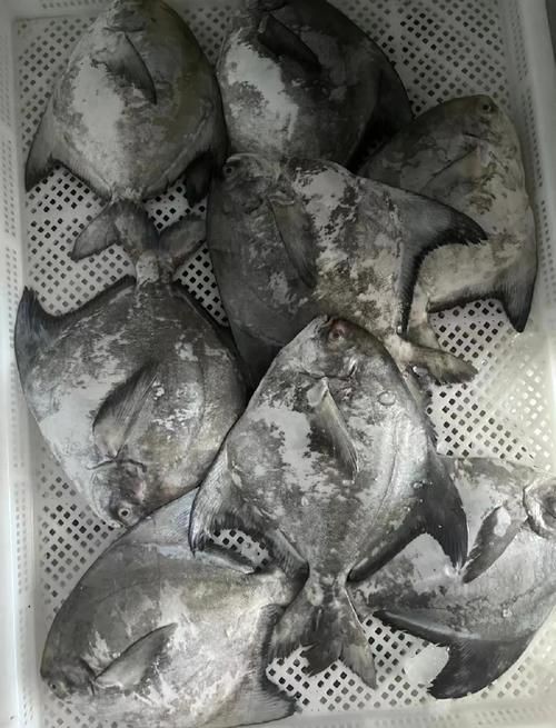 各種鯧魚圖片大全，魚圖鑒集錦