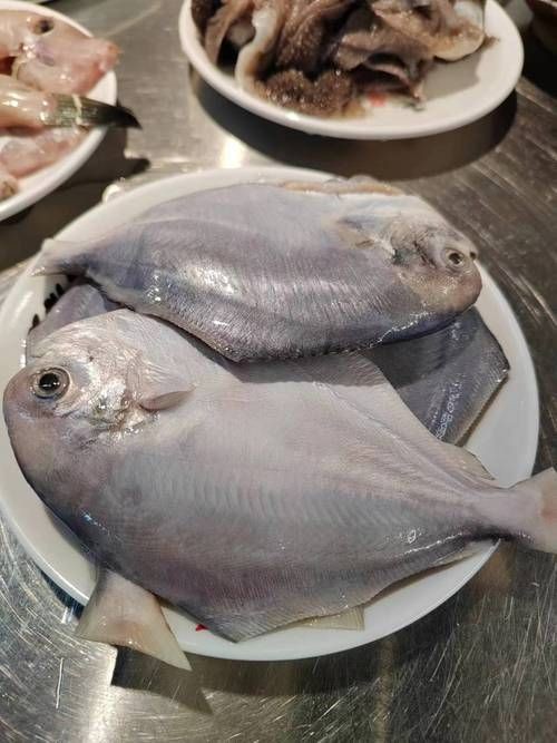 各種鯧魚圖片大全，魚圖鑒集錦