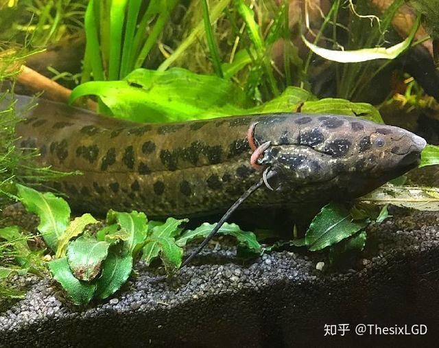 含肺魚vs巨齒鯊，熱血對抗風，含肺魚激戰巨齒鯊，懸念揭秘風，含肺魚與巨齒鯊誰主沉?。?，簡潔直白風，含