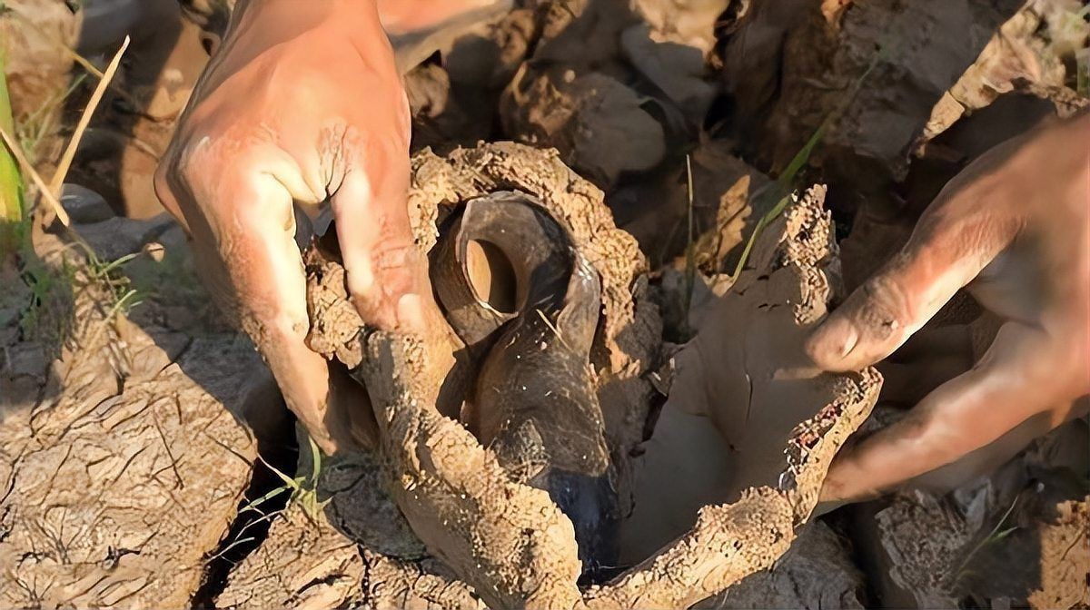 含肺魚圖片，直白型，驚艷！含肺魚高清圖片來襲，好奇引導型，探秘含肺魚，獨特圖片大公開，文藝風，邂逅含肺魚，定格奇妙瞬間（ 含肺魚圖片，直白型，驚艷！含肺魚高清圖片來襲，好奇引導型，探秘含肺魚，獨特圖片大公開，文藝風，邂逅含肺魚，定格奇妙瞬間（ 全國水族館企業名錄 第3張