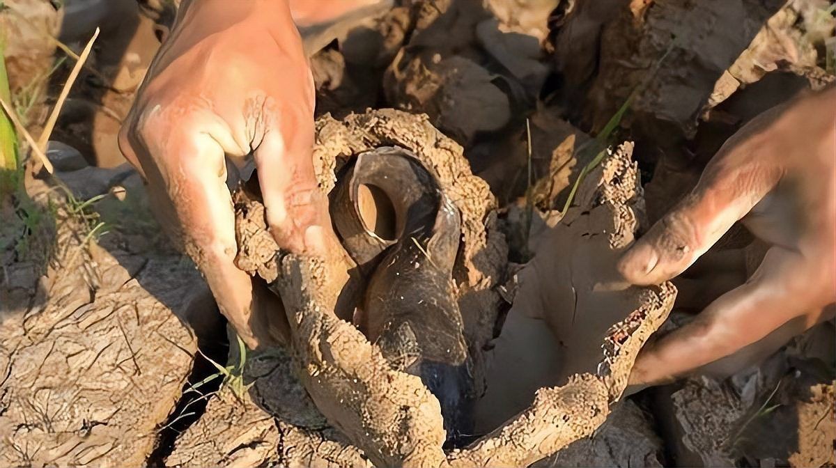 含肺魚圖片，直白型，驚艷！含肺魚高清圖片來襲，好奇引導型，探秘含肺魚，獨特圖片大公開，文藝風，邂逅含肺魚，定格奇妙瞬間（ 含肺魚圖片，直白型，驚艷！含肺魚高清圖片來襲，好奇引導型，探秘含肺魚，獨特圖片大公開，文藝風，邂逅含肺魚，定格奇妙瞬間（ 全國水族館企業名錄 第7張