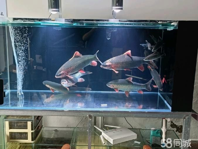保山魚缸定做，你可以按需選用，，保山匠心定制魚缸，保山專業魚缸訂制