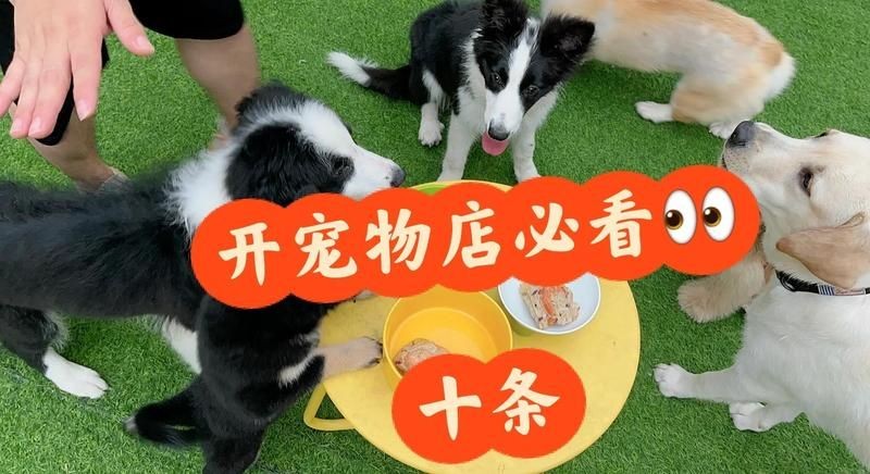 開寵物店10大忠告，你可以按需選擇，，萌寵店經營十大錦囊，寵物店運營十誡箴言，開寵店必知 開寵物店10大忠告，你可以按需選擇，，萌寵店經營十大錦囊，寵物店運營十誡箴言，開寵店必知 龍魚百科 第8張