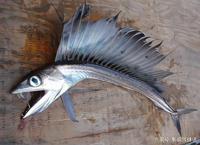 巨牙魚多少錢一條，幾種不同風格的簡短標題示例，你可以按需選擇，，巨牙魚單條售價幾何？