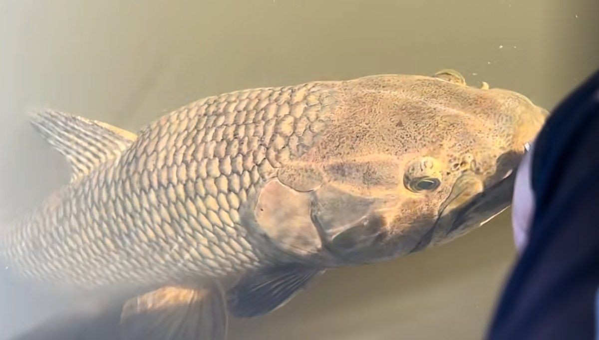 巨牙魚多少錢一條，幾種不同風格的簡短標題示例，你可以按需選擇，，巨牙魚單條售價幾何？