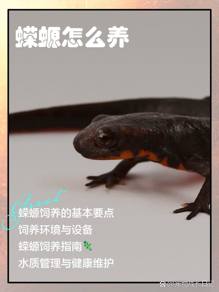 養(yǎng)蠑螈的10大忌，螈養(yǎng)護