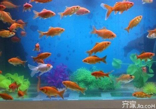 家中養魚6大風水禁忌，幾種不同風格的簡短標題供你參考，，養魚風水六忌，家養魚的6大忌 家中養魚6大風水禁忌，幾種不同風格的簡短標題供你參考，，養魚風水六忌，家養魚的6大忌 龍魚百科 第1張