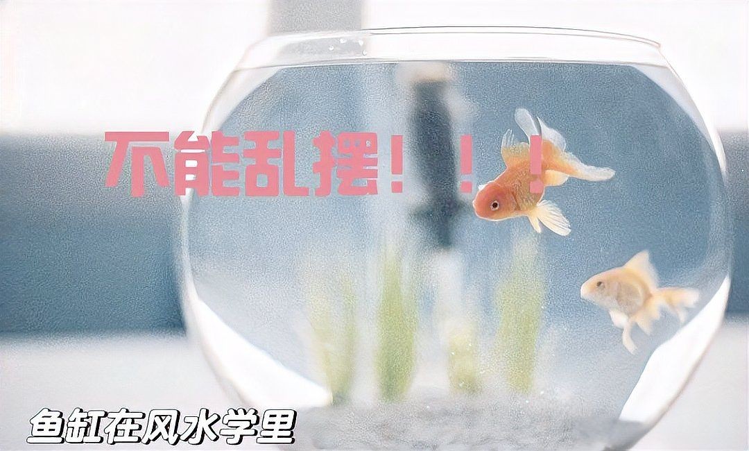 家中養魚6大風水禁忌，幾種不同風格的簡短標題供你參考，，養魚風水六忌，家養魚的6大忌 家中養魚6大風水禁忌，幾種不同風格的簡短標題供你參考，，養魚風水六忌，家養魚的6大忌 龍魚百科 第11張