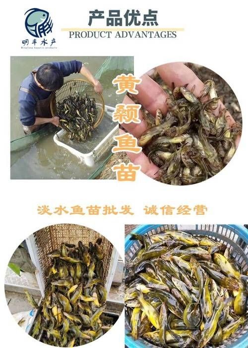巨爆牙魚幼苗圖片大全，幾種不同風(fēng)格的一句短標(biāo)題供你參考，，萌趣巨爆牙魚幼苗圖鑒，巨爆牙魚幼苗萌態(tài)影像集，聚焦巨爆牙魚幼苗萌樣
