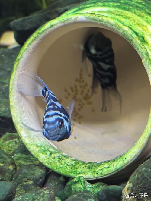 巨爆牙魚幼苗圖片大全，幾種不同風(fēng)格的一句短標(biāo)題供你參考，，萌趣巨爆牙魚幼苗圖鑒，巨爆牙魚幼苗萌態(tài)影像集，聚焦巨爆牙魚幼苗萌樣