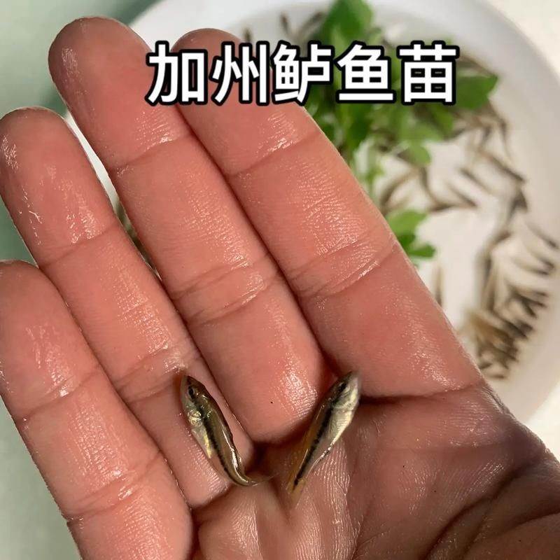 巨爆牙魚幼苗圖片大全，幾種不同風(fēng)格的一句短標(biāo)題供你參考，，萌趣巨爆牙魚幼苗圖鑒，巨爆牙魚幼苗萌態(tài)影像集，聚焦巨爆牙魚幼苗萌樣