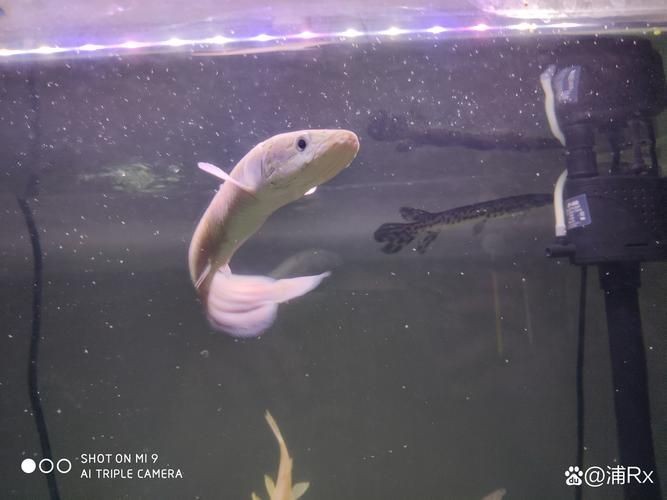 巨爆牙魚幼苗圖片大全，幾種不同風(fēng)格的一句短標(biāo)題供你參考，，萌趣巨爆牙魚幼苗圖鑒，巨爆牙魚幼苗萌態(tài)影像集，聚焦巨爆牙魚幼苗萌樣