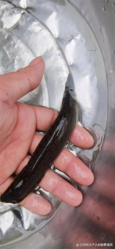 巨爆牙魚幼苗圖片大全，幾種不同風(fēng)格的一句短標(biāo)題供你參考，，萌趣巨爆牙魚幼苗圖鑒，巨爆牙魚幼苗萌態(tài)影像集，聚焦巨爆牙魚幼苗萌樣