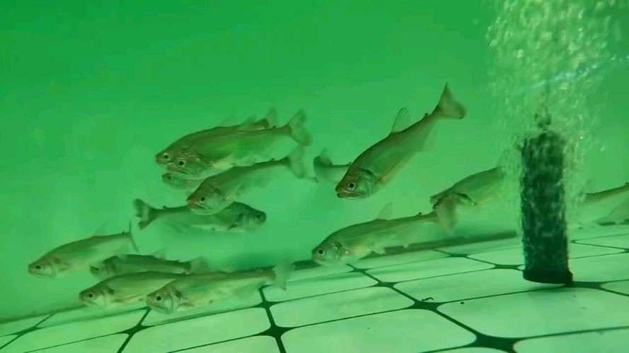 巨爆牙魚幼苗圖片大全，幾種不同風(fēng)格的一句短標(biāo)題供你參考，，萌趣巨爆牙魚幼苗圖鑒，巨爆牙魚幼苗萌態(tài)影像集，聚焦巨爆牙魚幼苗萌樣