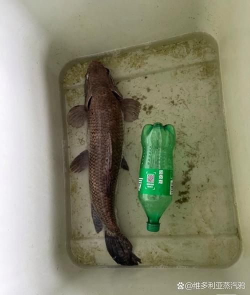 巨爆牙魚幼苗圖片大全，幾種不同風(fēng)格的一句短標(biāo)題供你參考，，萌趣巨爆牙魚幼苗圖鑒，巨爆牙魚幼苗萌態(tài)影像集，聚焦巨爆牙魚幼苗萌樣
