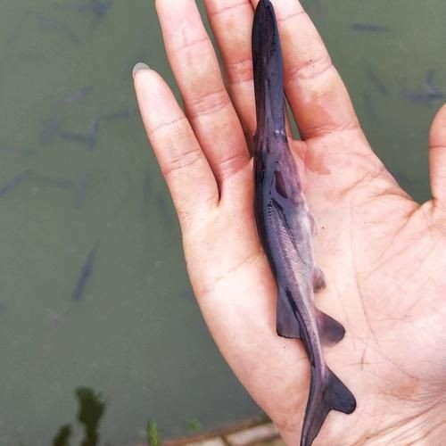 巨爆牙魚幼苗圖片大全，幾種不同風(fēng)格的一句短標(biāo)題供你參考，，萌趣巨爆牙魚幼苗圖鑒，巨爆牙魚幼苗萌態(tài)影像集，聚焦巨爆牙魚幼苗萌樣