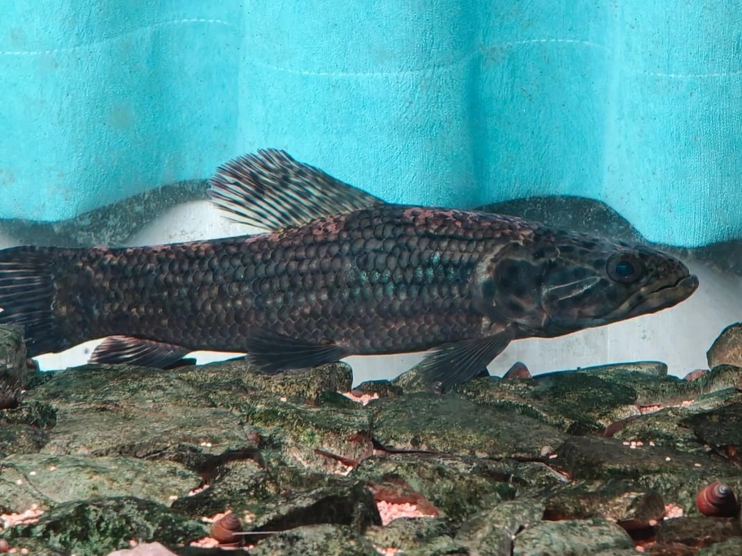 巨爆牙魚幼苗圖片大全，幾種不同風(fēng)格的一句短標(biāo)題供你參考，，萌趣巨爆牙魚幼苗圖鑒，巨爆牙魚幼苗萌態(tài)影像集，聚焦巨爆牙魚幼苗萌樣