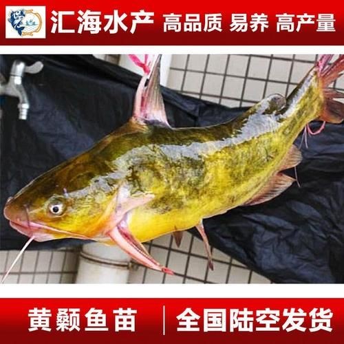 巨爆牙魚幼苗圖片大全，幾種不同風(fēng)格的一句短標(biāo)題供你參考，，萌趣巨爆牙魚幼苗圖鑒，巨爆牙魚幼苗萌態(tài)影像集，聚焦巨爆牙魚幼苗萌樣