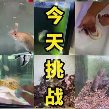巨爆牙魚幼苗圖片大全，幾種不同風(fēng)格的一句短標(biāo)題供你參考，，萌趣巨爆牙魚幼苗圖鑒，巨爆牙魚幼苗萌態(tài)影像集，聚焦巨爆牙魚幼苗萌樣