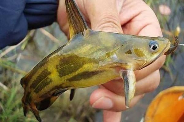 巨爆牙魚幼苗圖片大全，幾種不同風(fēng)格的一句短標(biāo)題供你參考，，萌趣巨爆牙魚幼苗圖鑒，巨爆牙魚幼苗萌態(tài)影像集，聚焦巨爆牙魚幼苗萌樣