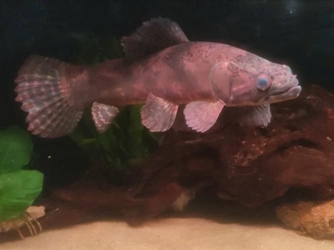 巨爆牙魚幼苗圖片大全，幾種不同風(fēng)格的一句短標(biāo)題供你參考，，萌趣巨爆牙魚幼苗圖鑒，巨爆牙魚幼苗萌態(tài)影像集，聚焦巨爆牙魚幼苗萌樣