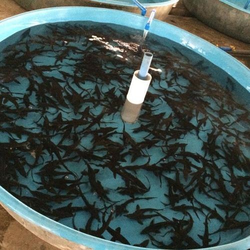 巨爆牙魚幼苗圖片大全，幾種不同風(fēng)格的一句短標(biāo)題供你參考，，萌趣巨爆牙魚幼苗圖鑒，巨爆牙魚幼苗萌態(tài)影像集，聚焦巨爆牙魚幼苗萌樣