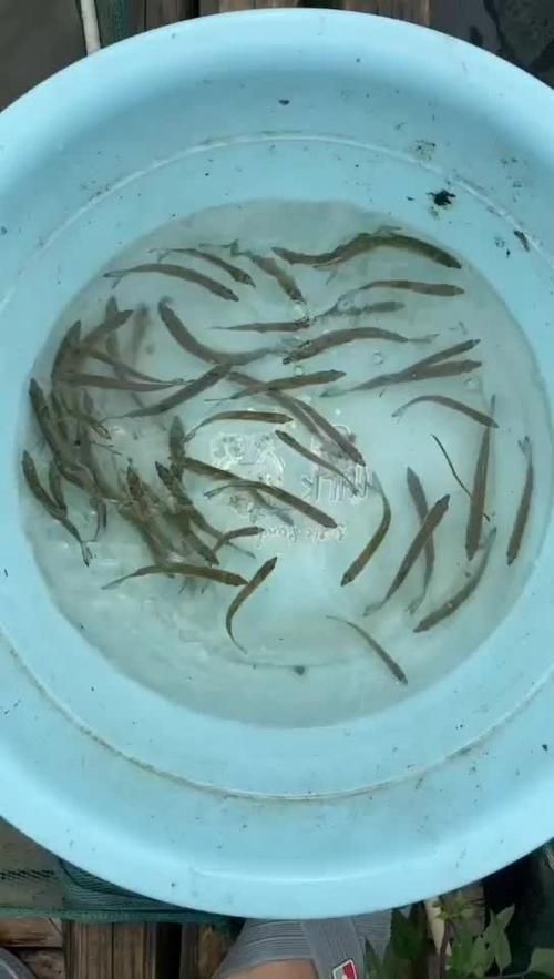 巨爆牙魚幼苗圖片大全，幾種不同風(fēng)格的一句短標(biāo)題供你參考，，萌趣巨爆牙魚幼苗圖鑒，巨爆牙魚幼苗萌態(tài)影像集，聚焦巨爆牙魚幼苗萌樣