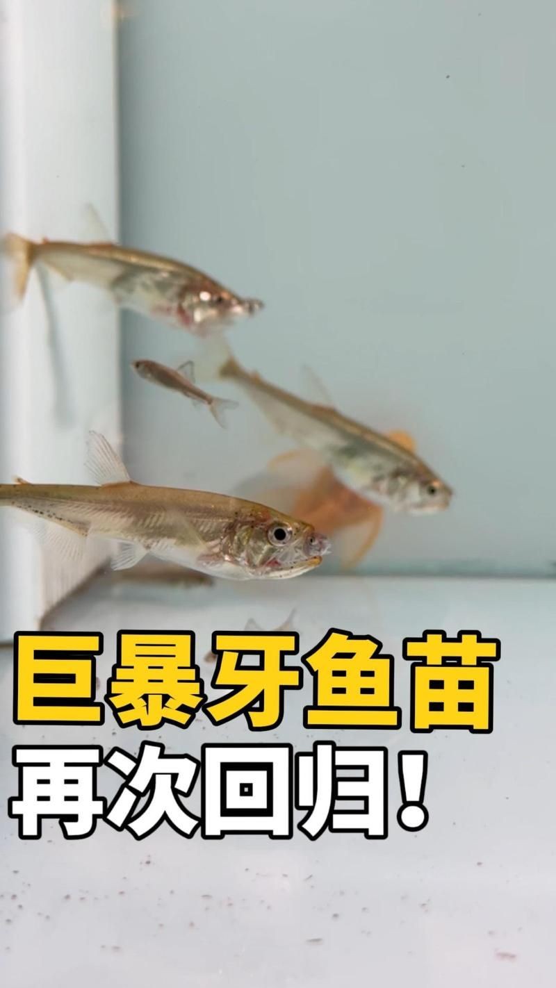 巨爆牙魚幼苗圖片大全，幾種不同風(fēng)格的一句短標(biāo)題供你參考，，萌趣巨爆牙魚幼苗圖鑒，巨爆牙魚幼苗萌態(tài)影像集，聚焦巨爆牙魚幼苗萌樣