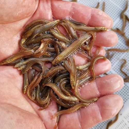 巨爆牙魚幼苗圖片大全，幾種不同風(fēng)格的一句短標(biāo)題供你參考，，萌趣巨爆牙魚幼苗圖鑒，巨爆牙魚幼苗萌態(tài)影像集，聚焦巨爆牙魚幼苗萌樣