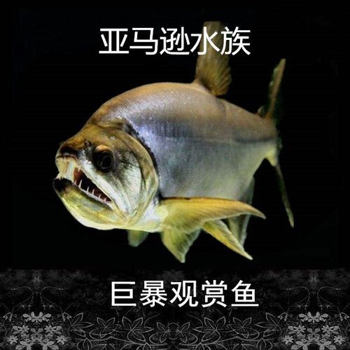 巨爆牙魚幼苗圖片大全，幾種不同風(fēng)格的一句短標(biāo)題供你參考，，萌趣巨爆牙魚幼苗圖鑒，巨爆牙魚幼苗萌態(tài)影像集，聚焦巨爆牙魚幼苗萌樣