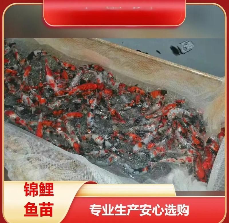 南平魚缸批發市場，幾種不同風格的1句短標題供你參考，，直白型，南平專營魚缸批發大市場，吸睛型，探秘南平熱門魚缸批發市場，實用型，南 南平魚缸批發市場，幾種不同風格的1句短標題供你參考，，直白型，南平專營魚缸批發大市場，吸睛型，探秘南平熱門魚缸批發市場，實用型，南 全國水族館企業名錄 第2張