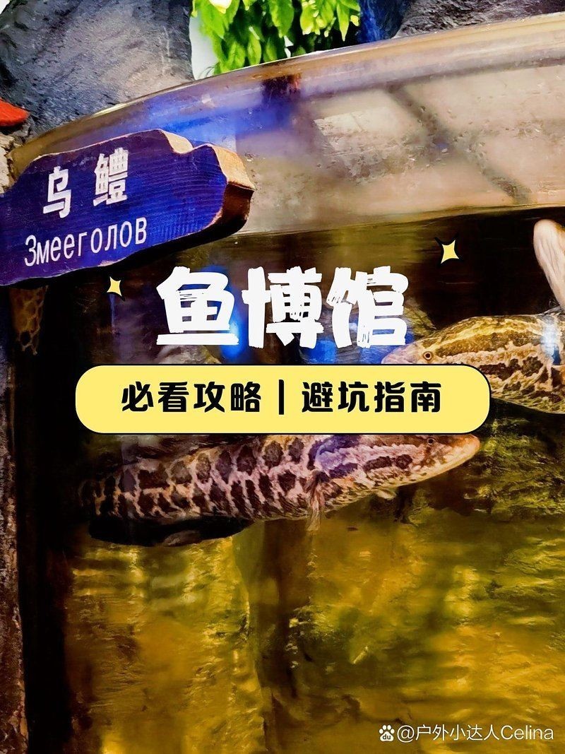 佳木斯水族館,你可以按需選擇,,探秘佳木斯水族館奇幻世界,暢游佳木斯水族館靈動之境,邂逅佳木斯水族 全國水族館企業名錄 第1張 佳木斯水族館,你可以按需選擇,,探秘佳木斯水族館奇幻世界,暢游佳木斯水族館靈動之境,邂逅佳木斯水族 佳木斯水族館,你可以按需選擇,,探秘佳木斯水族館奇幻世界,暢游佳木斯水族館靈動之境,邂逅佳木斯水族 全國水族館企業名錄 第1張