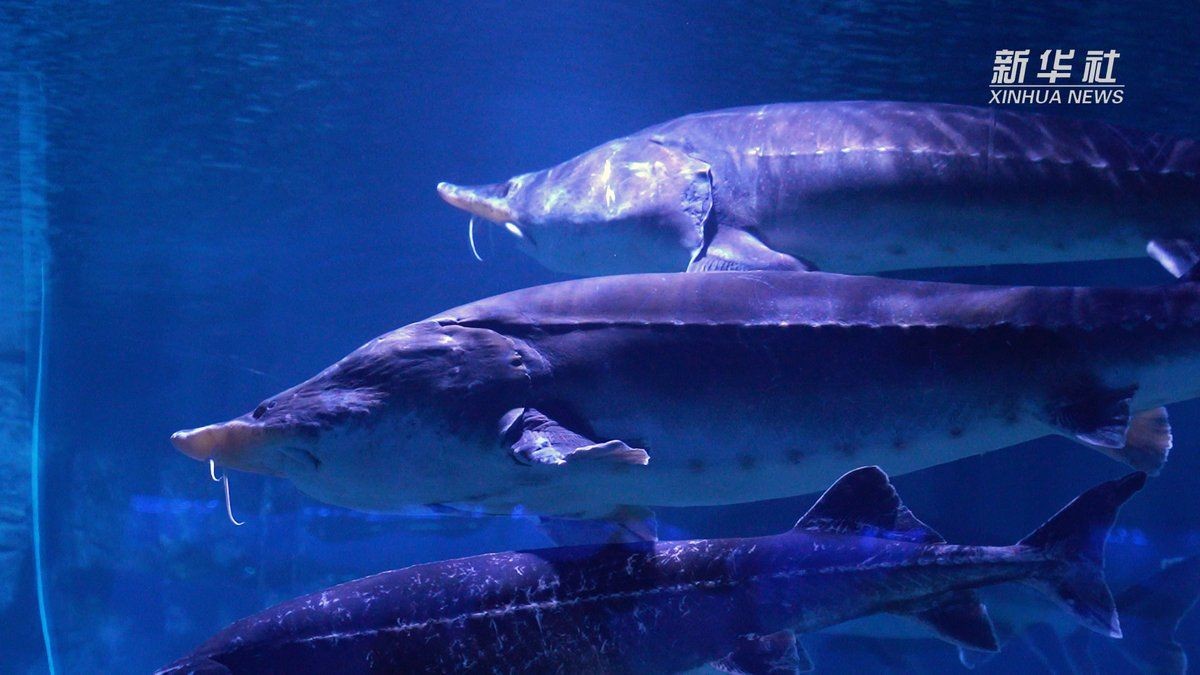 佳木斯水族館,你可以按需選擇,,探秘佳木斯水族館奇幻世界,暢游佳木斯水族館靈動之境,邂逅佳木斯水族 全國水族館企業名錄 第5張 佳木斯水族館,你可以按需選擇,,探秘佳木斯水族館奇幻世界,暢游佳木斯水族館靈動之境,邂逅佳木斯水族 佳木斯水族館,你可以按需選擇,,探秘佳木斯水族館奇幻世界,暢游佳木斯水族館靈動之境,邂逅佳木斯水族 全國水族館企業名錄 第5張