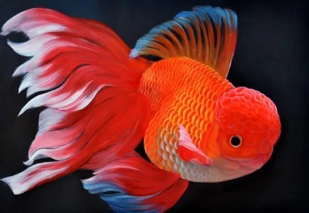 最旺宅的魚第一名，你可以按需選擇，，榜首之魚，最旺宅佳選，宅運首推，最旺魚魁首，旺宅魚王，榮
