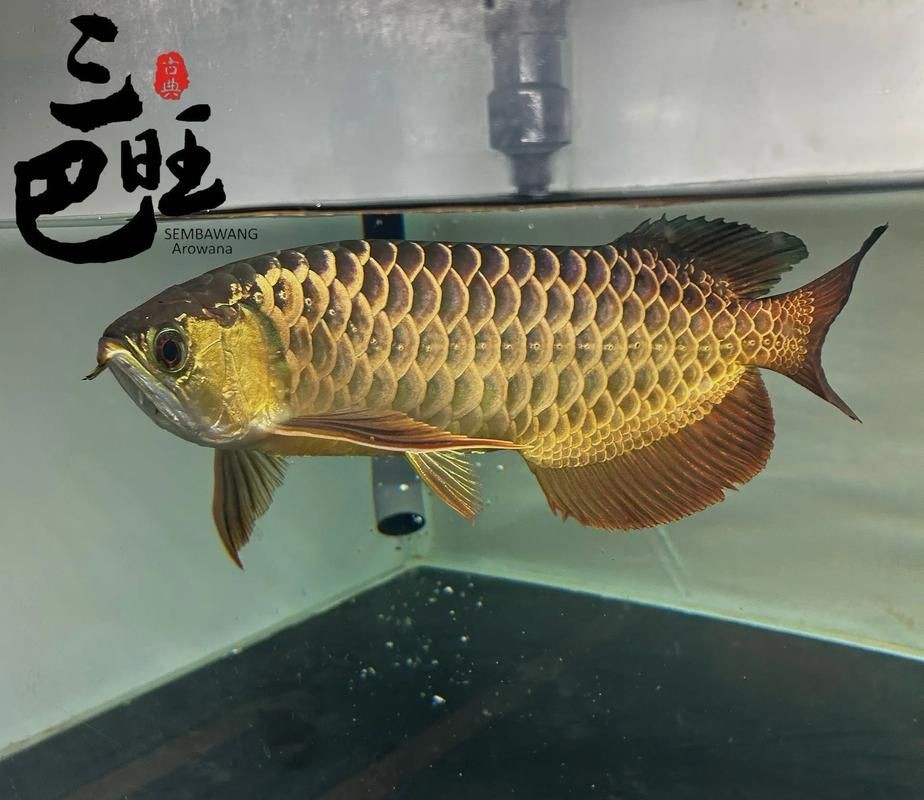 古典過背金龍魚圖片及價格，幾種不同風格的一句短標題供你參考，，古典過背金龍魚圖鑒與價目速覽，賞古典過背金龍魚美圖，知實時價格，古典過背金龍魚高清圖及行情價位 古典過背金龍魚圖片及價格，幾種不同風格的一句短標題供你參考，，古典過背金龍魚圖鑒與價目速覽，賞古典過背金龍魚美圖，知實時價格，古典過背金龍魚高清圖及行情價位 全國水族館企業(yè)名錄 第7張
