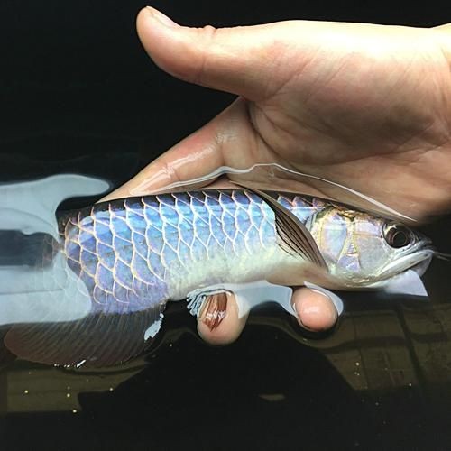 古典過背金龍魚圖片及價格，幾種不同風格的一句短標題供你參考，，古典過背金龍魚圖鑒與價目速覽，賞古典過背金龍魚美圖，知實時價格，古典過背金龍魚高清圖及行情價位 古典過背金龍魚圖片及價格，幾種不同風格的一句短標題供你參考，，古典過背金龍魚圖鑒與價目速覽，賞古典過背金龍魚美圖，知實時價格，古典過背金龍魚高清圖及行情價位 全國水族館企業(yè)名錄 第19張