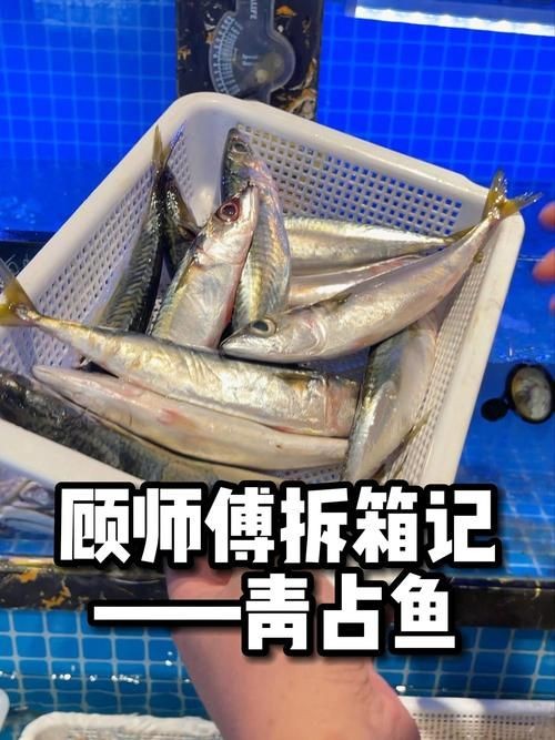 和刀魚相似的魚圖片，似刀魚的魚類 和刀魚相似的魚圖片，似刀魚的魚類 全國水族館企業名錄 第17張