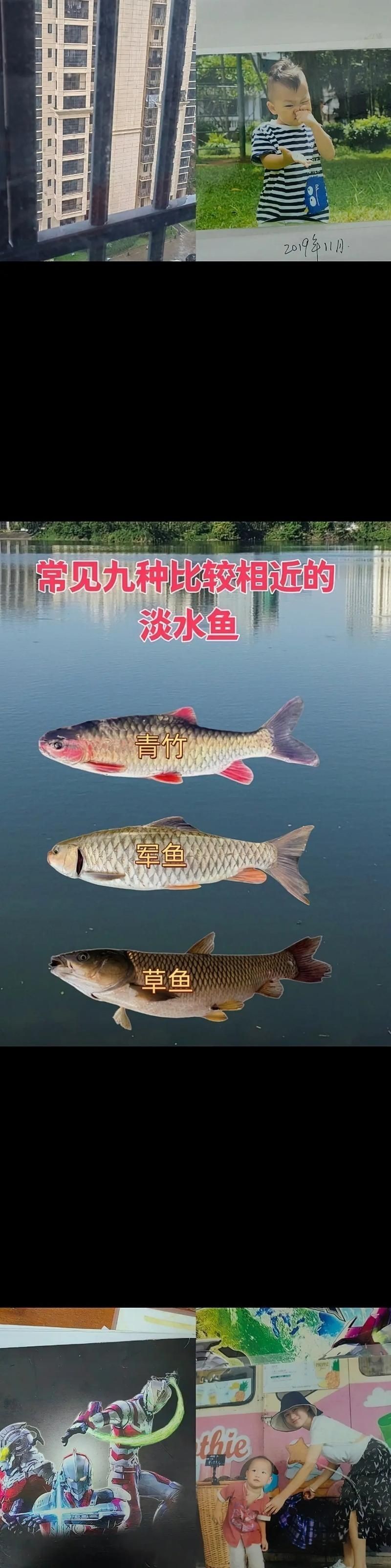 和刀魚相似的魚圖片，似刀魚的魚類 和刀魚相似的魚圖片，似刀魚的魚類 全國水族館企業名錄 第9張