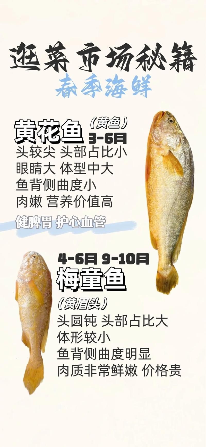 和刀魚相似的魚圖片，似刀魚的魚類 和刀魚相似的魚圖片，似刀魚的魚類 全國水族館企業名錄 第18張