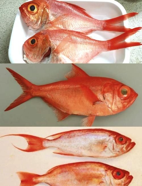 和刀魚相似的魚圖片，似刀魚的魚類 和刀魚相似的魚圖片，似刀魚的魚類 全國水族館企業名錄 第14張