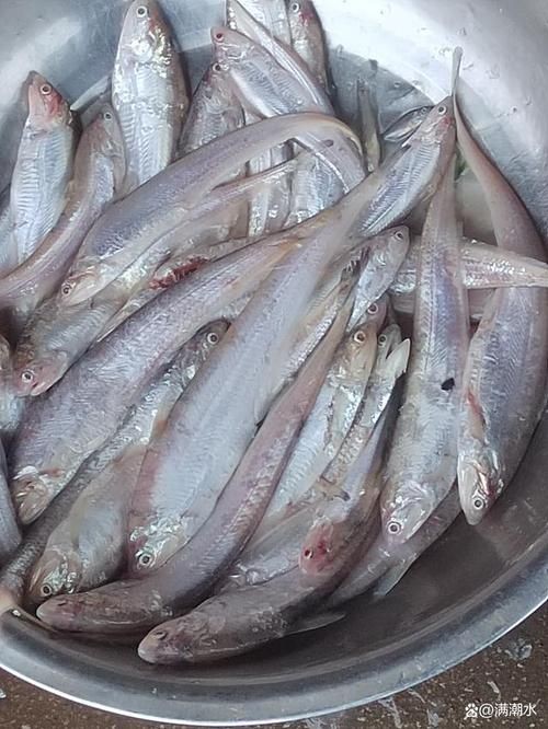 和刀魚相似的魚圖片，似刀魚的魚類 和刀魚相似的魚圖片，似刀魚的魚類 全國水族館企業名錄 第16張